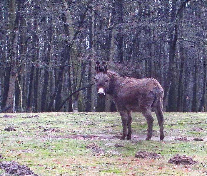 Winterwandeling-Kiewit (11).jpg